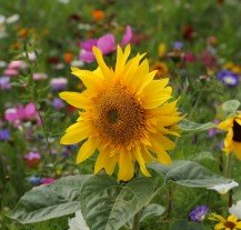 Urban Gardening – Großstädte blühen auf